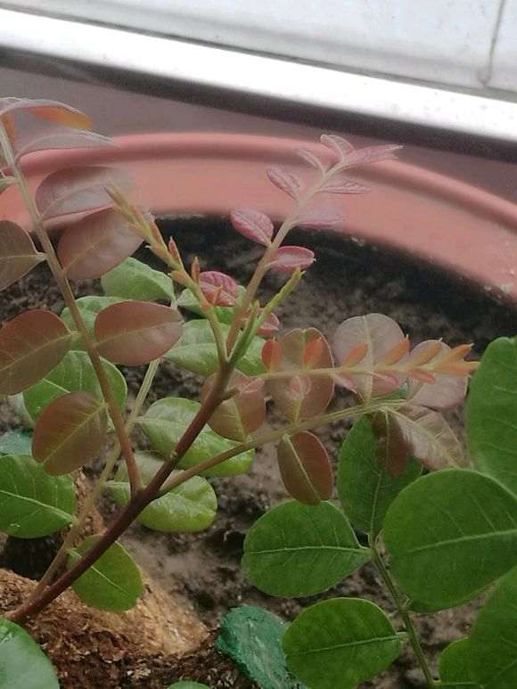 这是清香木下山桩 还是龙眼树 图片