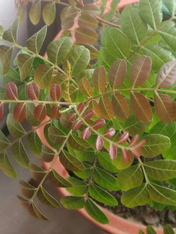 这是清香木下山桩 还是龙眼树 图片