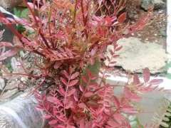 为什么清香木下山桩的新芽是红色 图片