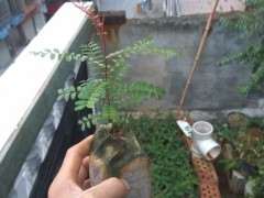 胡椒木下山桩 这种情况怎么办 图片