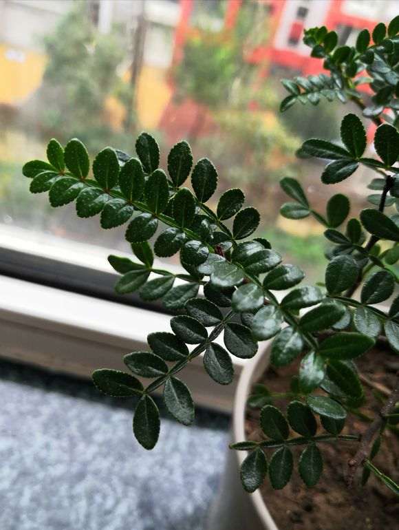 为什么清香木下山桩的叶子上长小点点