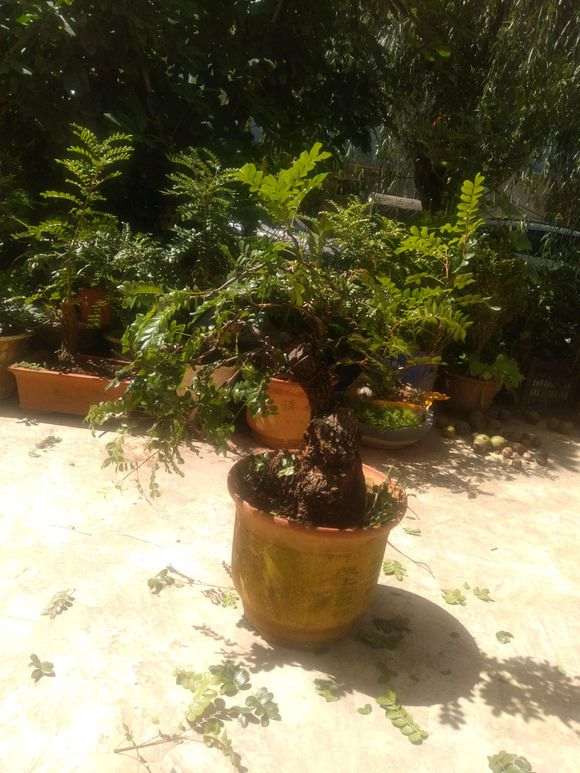 为什么清香木下山桩的叶子上长小点点