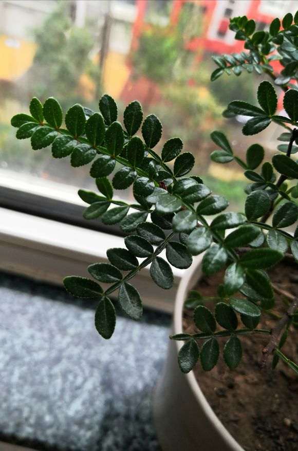 为什么清香木下山桩的叶子上长小点点