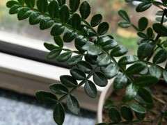 为什么清香木下山桩的叶子上长小点点