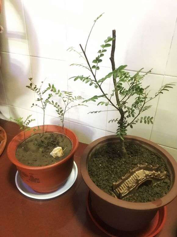 清香木下山桩上盆前洗根了可以吗 图片