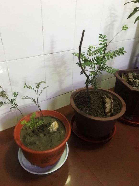 清香木下山桩上盆前洗根了可以吗 图片