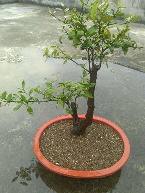 清香木下山桩上盆前洗根了可以吗 图片