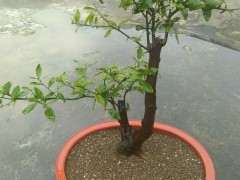 清香木下山桩上盆前洗根了可以吗 图片