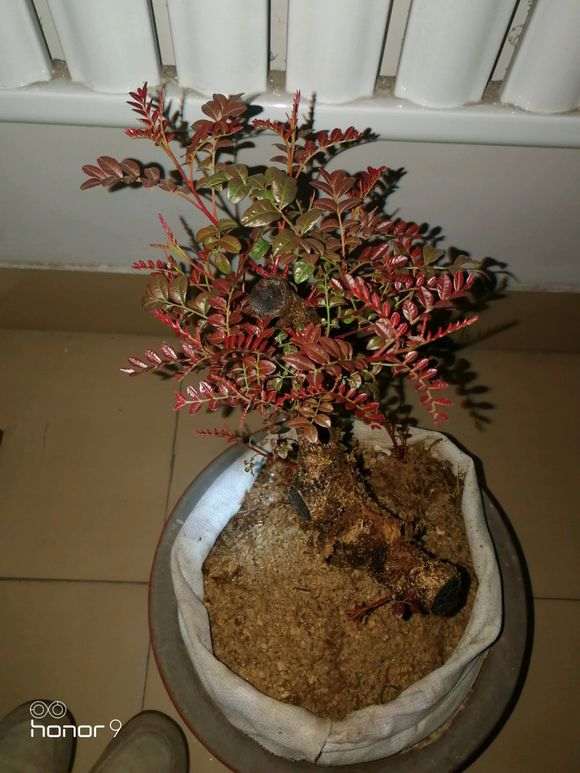 清香木下山桩缠膜才发芽