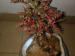 3月后 清香木下山桩缠膜才发芽 图片