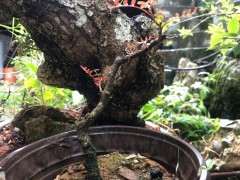 为什么清香木下山桩全都是红芽 图片