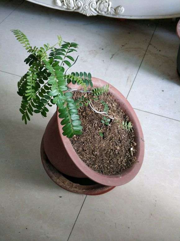 这个季节 清香木下山桩居然来芽了 图片