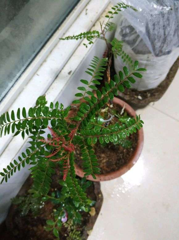 这个季节 清香木下山桩居然来芽了 图片