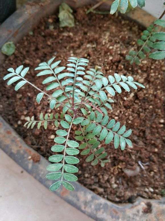 这个季节 清香木下山桩居然来芽了 图片