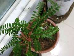 这个季节 清香木下山桩居然来芽了 图片