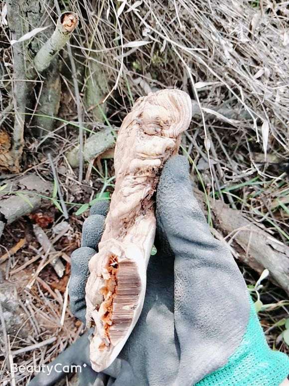 清香木下山桩枯萎了 还有什么用 图片