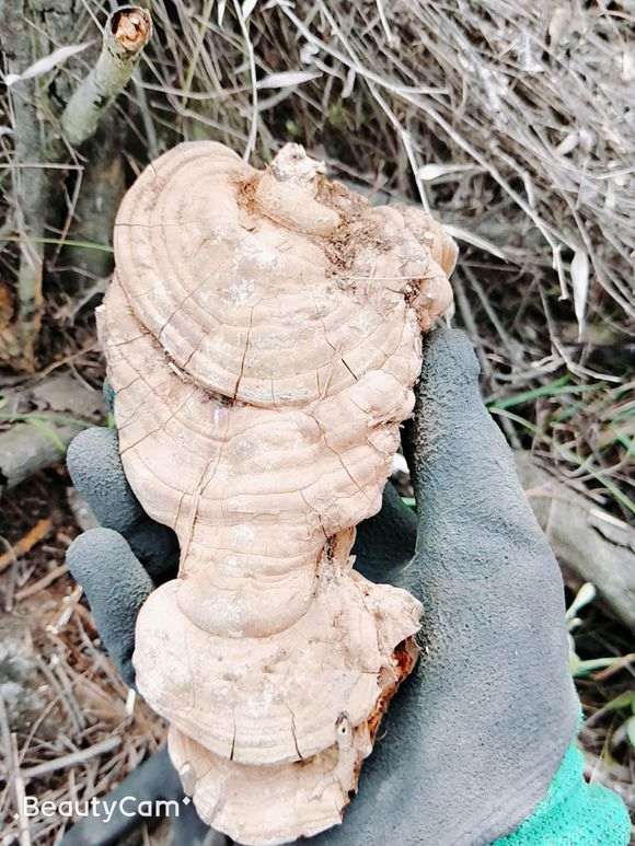 清香木下山桩枯萎了 还有什么用 图片