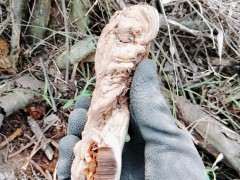 清香木下山桩枯萎了 还有什么用 图片