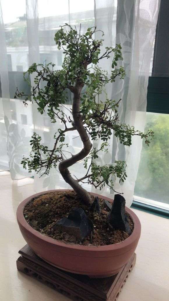 清香木下山桩 不停的枯萎 怎么办 图片