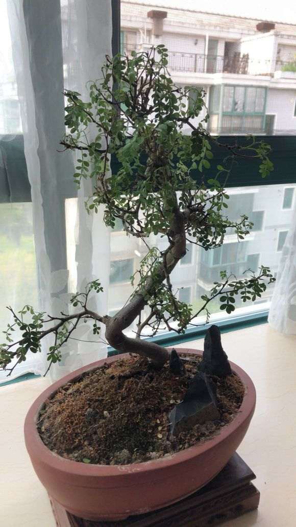 清香木下山桩 不停的枯萎 怎么办 图片