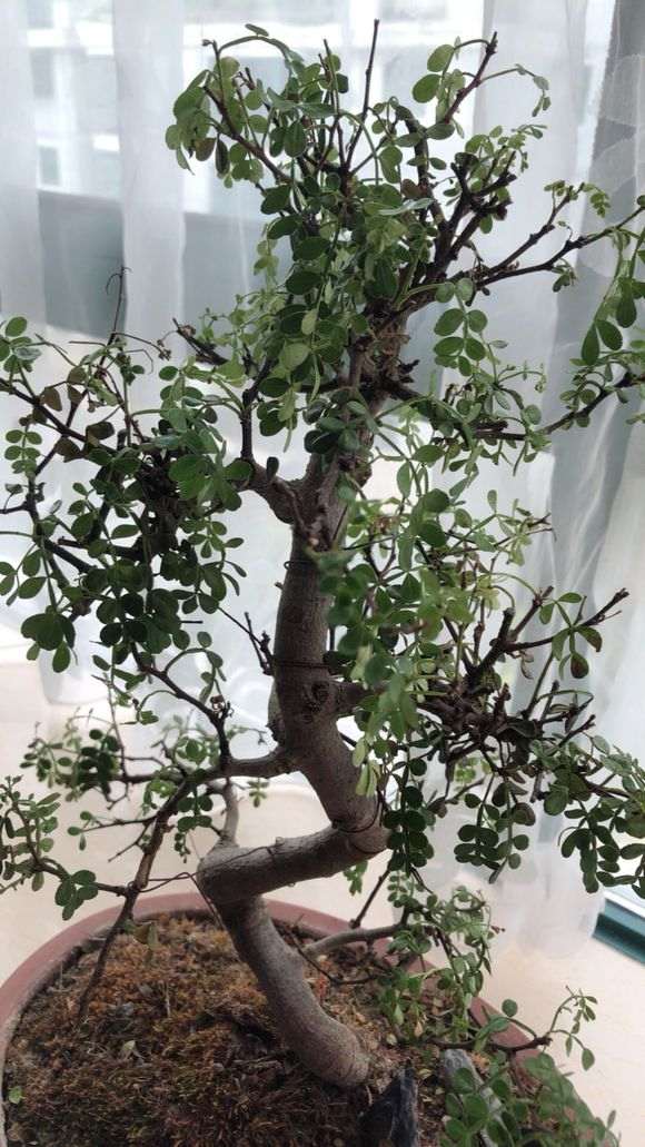 清香木下山桩 不停的枯萎 怎么办 图片