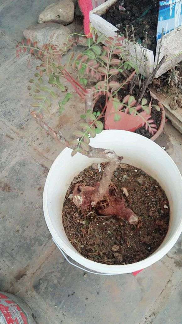 清香木下山桩 不停的枯萎 怎么办 图片