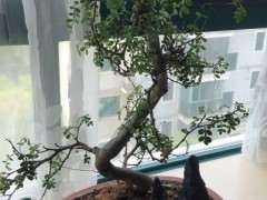 清香木下山桩 不停的枯萎 怎么办 图片