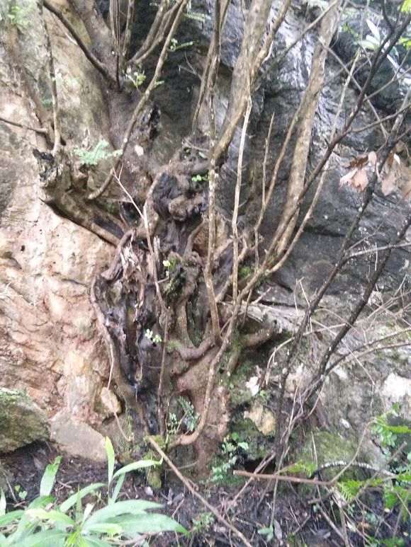 漂亮清香木下山桩老桩 可惜太大了 图片