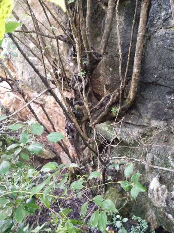 漂亮清香木下山桩老桩 可惜太大了 图片