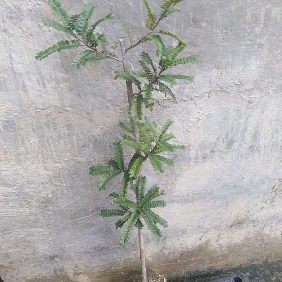 清香木下山桩是不是也分公母 图片