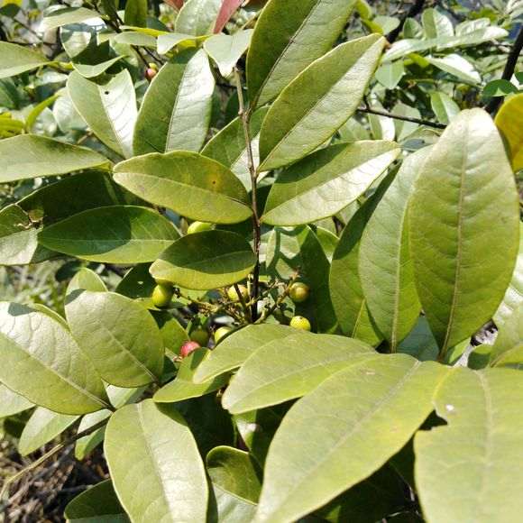 清香木下山桩是不是也分公母 图片