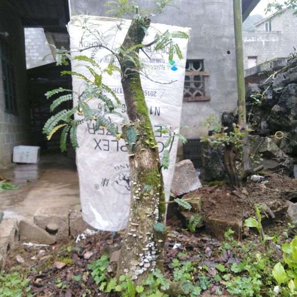 清香木下山桩是不是也分公母 图片