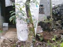 清香木下山桩是不是也分公母 图片