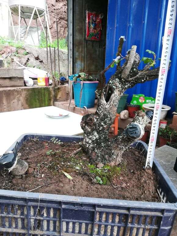 前几天挖的清香木下山桩发芽了 图片