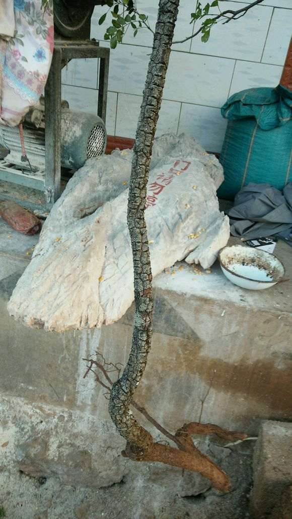 这个季节栽清香木下山桩生桩容易活吗