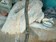 这个季节栽清香木下山桩生桩容易活吗