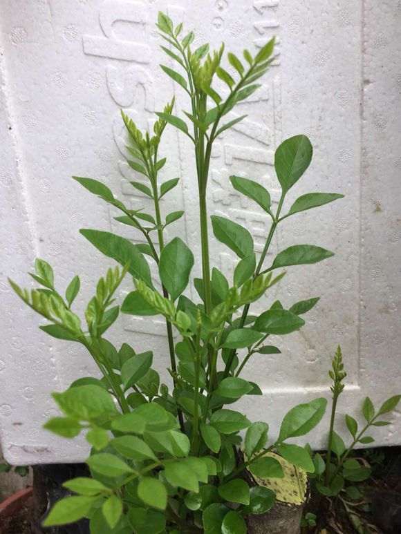 两棵清香木下山桩的芽怎么颜色不一样