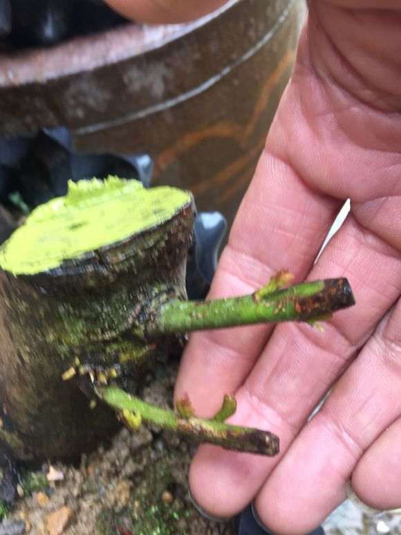 两棵清香木下山桩的芽怎么颜色不一样