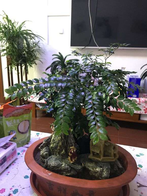 清香木下山桩 300元价格 怎么样 图片