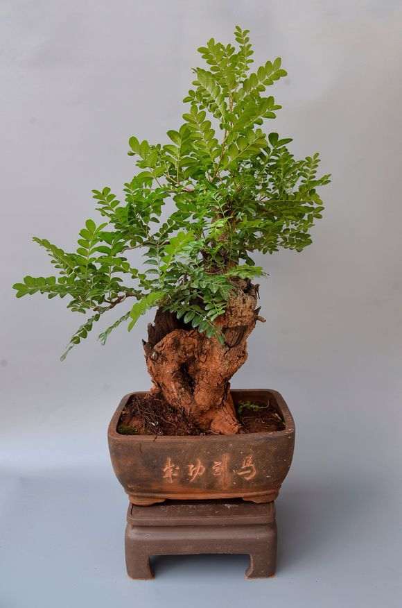 济南想买颗清香木下山桩 可以养吗 图片