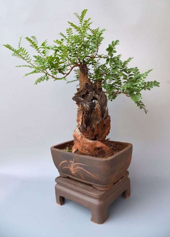 济南想买颗清香木下山桩 可以养吗 图片