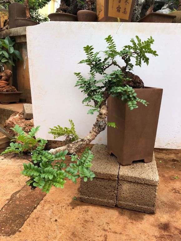 济南想买颗清香木下山桩 可以养吗 图片