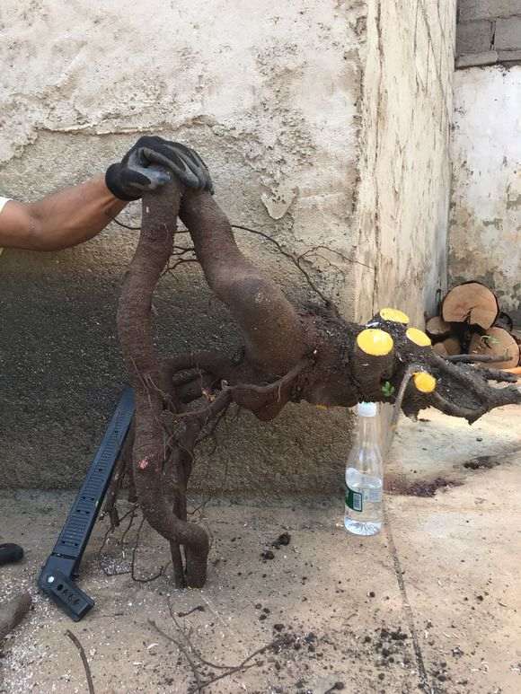 清香木下山桩怎么栽好看 图片