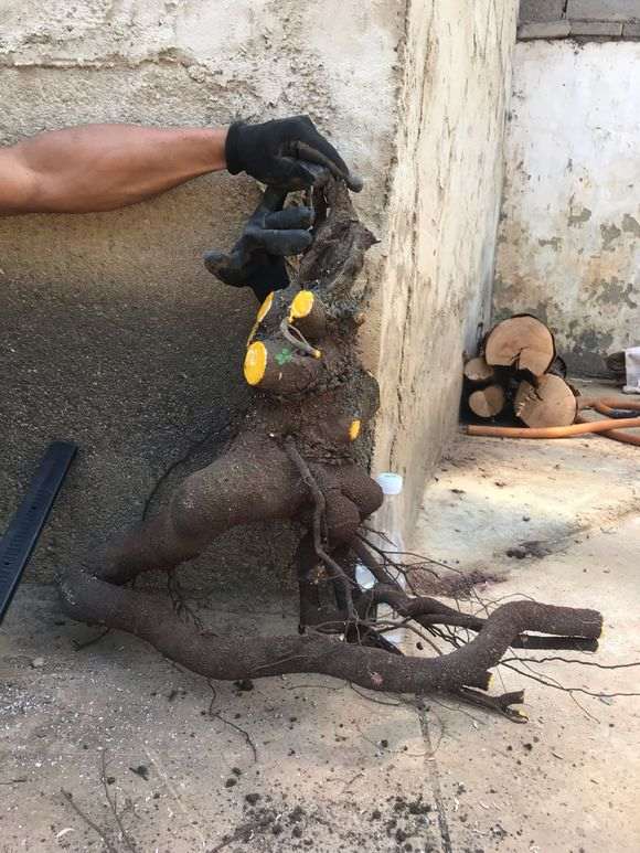 清香木下山桩怎么栽好看 图片