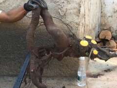 清香木下山桩怎么栽好看 图片