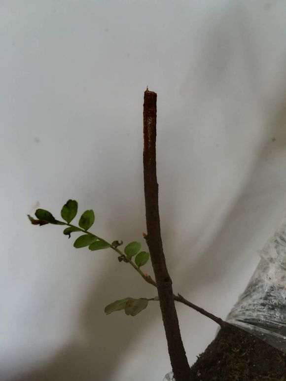 我的清香木下山桩15天来芽了 怎么样