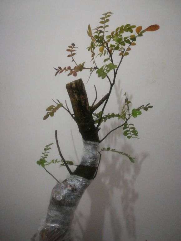 我的清香木下山桩15天来芽了 怎么样