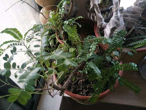 清香木下山桩 怎么样 山东能养吗 图片