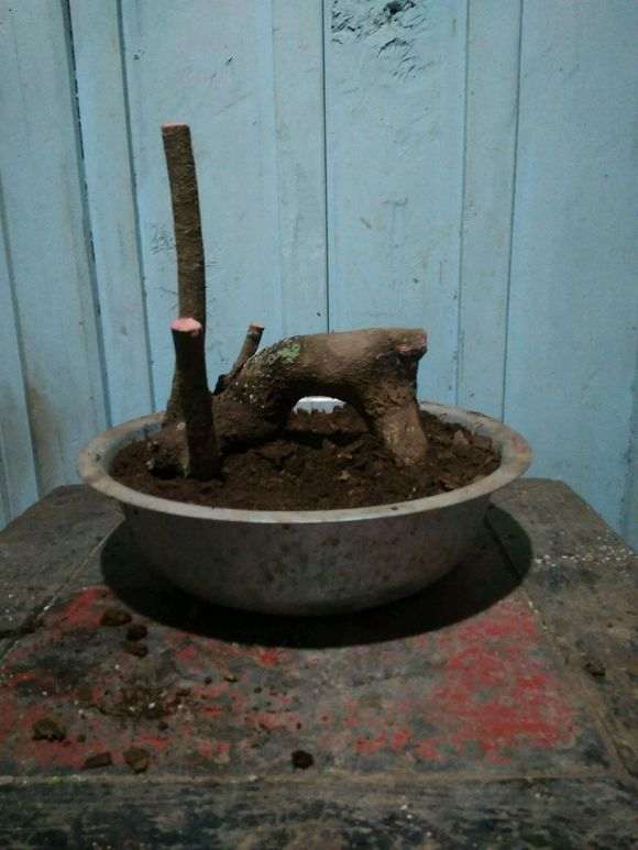 昨天挖的清香木下山桩 好看吗 怎么样