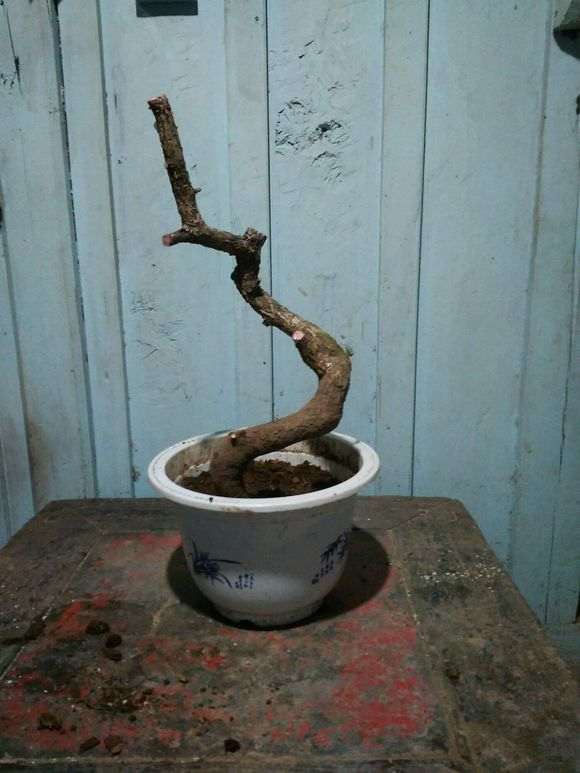 昨天挖的清香木下山桩 好看吗 怎么样